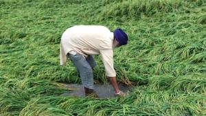A farmer inspecting his flattened paddy crop in Tarn Taran.(HT File Photo) A farmer inspecting his flattened paddy crop in Tarn Taran.(HT File Photo)