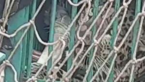 The image shows the captured leopard.(ANI) The image shows the captured leopard.(ANI)