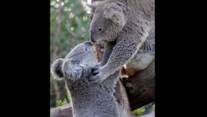 Shared on San Diego Zoo’s official Instagram profile, the photo shows two koalas.(Instagram/@sandiegozoo) Shared on San Diego Zoo’s official Instagram profile, the photo shows two koalas.(Instagram/@sandiegozoo)