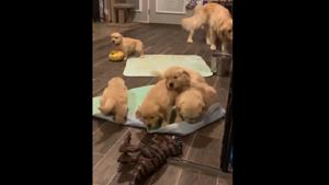 this video of a puppy-vasion is something that will lift your mood instantly.(Instagram/@waterfrontgoldens) this video of a puppy-vasion is something that will lift your mood instantly.(Instagram/@waterfrontgoldens)