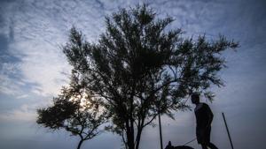 A man with his pet dog walk next to a tree at Carter Road, Bandra in Mumbai.(Pratik Chorge/HT Photo) A man with his pet dog walk next to a tree at Carter Road, Bandra in Mumbai.(Pratik Chorge/HT Photo)