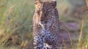 The Forest Department has set up traps to catch the leopard.(Getty Images) The Forest Department has set up traps to catch the leopard.(Getty Images)