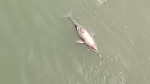 Dolphin found dead in lower Ganga Canal of district Bulandshahar on Tuesday.(Sourced) Dolphin found dead in lower Ganga Canal of district Bulandshahar on Tuesday.(Sourced)