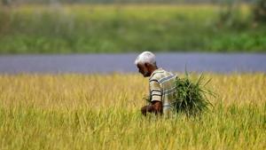 The prime minister said the direct transfer of Rs one lakh crore in the bank accounts of farmers under the Pradhan Mantri Kisan Samman Nidhi Yojana is an example of how all hurdles are being removed for those producing food for everyone.(HT REPRESENTATIVE PHOTO) The prime minister said the direct transfer of Rs one lakh crore in the bank accounts of farmers under the Pradhan Mantri Kisan Samman Nidhi Yojana is an example of how all hurdles are being removed for those producing food for everyone.(HT REPRESENTATIVE PHOTO)