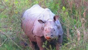 A one-horned rhino inside Kaziranga National Park.(Photo: KNPTR) A one-horned rhino inside Kaziranga National Park.(Photo: KNPTR)