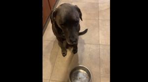 Dunkin the dog reacts to the tiny amount of food in his bowl.(Instagram/@dunkinandfriends) Dunkin the dog reacts to the tiny amount of food in his bowl.(Instagram/@dunkinandfriends)