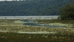 The almost 500-year-old heritage Dhamapur Lake.(Photo: Sindhudurg Wetland Brief Documentation Committee) The almost 500-year-old heritage Dhamapur Lake.(Photo: Sindhudurg Wetland Brief Documentation Committee)
