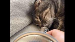 The image shows the sleeping cat.(Reddit/@Tenshin_Ryuuk) The image shows the sleeping cat.(Reddit/@Tenshin_Ryuuk)