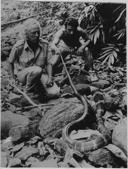A deadly king cobra rears up and expands its hood as herpetologist Romulus Whitaker gets ready to catch it in the jungles of Kerala in this picture from 2014.(HT Photo) A deadly king cobra rears up and expands its hood as herpetologist Romulus Whitaker gets ready to catch it in the jungles of Kerala in this picture from 2014.(HT Photo)