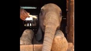 The image shows Roho the baby elephant.(Twitter@SheldrickTrust) The image shows Roho the baby elephant.(Twitter@SheldrickTrust)