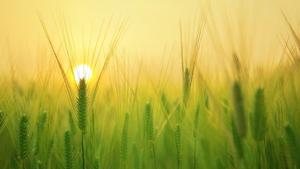 According to the Punjab Pollution Control Board, the state has recorded 4,585 farm fires this season so far compared to 1,631 such incidents during the corresponding period last year.(Pixabay)