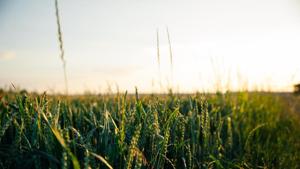 The city recorded an air quality index (AQI) of 275 at 8:30 am.(Unsplash) The city recorded an air quality index (AQI) of 275 at 8:30 am.(Unsplash)
