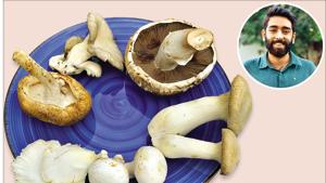 Achintya Anand (inset), a former chef who now runs Krishi Cress, an urban farm in Chattarpur, is passionate about mushrooms Achintya Anand (inset), a former chef who now runs Krishi Cress, an urban farm in Chattarpur, is passionate about mushrooms