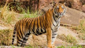 The image shows a tiger. (representational image)(Unsplash) The image shows a tiger. (representational image)(Unsplash)