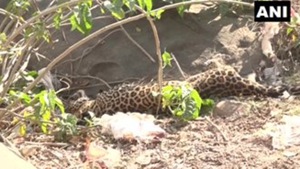 The leopard was spotted by locals at the village outskirts.(ANI) The leopard was spotted by locals at the village outskirts.(ANI)