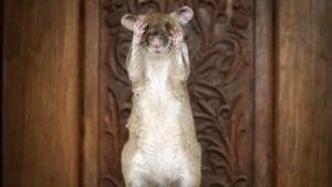 The survey is carried out every year by pest control service Orkin. It ranks cities in the US based on rat infestations.(Representative photo/AP) The survey is carried out every year by pest control service Orkin. It ranks cities in the US based on rat infestations.(Representative photo/AP)