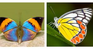 The butterflies that got the most votes and made it into the top three are the orange oakleaf, the Indian jezebel and the Krishna peacock. Now, it’s up to the government to pick one.(Ishwar Maaney, Kalesh Sadasivan, Nawang G Bhutia) The butterflies that got the most votes and made it into the top three are the orange oakleaf, the Indian jezebel and the Krishna peacock. Now, it’s up to the government to pick one.(Ishwar Maaney, Kalesh Sadasivan, Nawang G Bhutia)