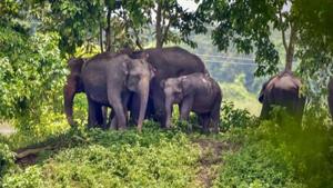 A limited number of jeep safaris will be allowed at a time and the vehicles’ tyres will be sanitised after each trip.(PTI) A limited number of jeep safaris will be allowed at a time and the vehicles’ tyres will be sanitised after each trip.(PTI)