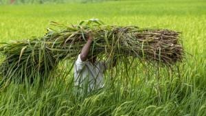 As agriculture, APMCs and lands are state subjects under entries 14, 18 and 22 of the Seventh Schedule of the Constitution, the state can frame laws on them.(AP File) As agriculture, APMCs and lands are state subjects under entries 14, 18 and 22 of the Seventh Schedule of the Constitution, the state can frame laws on them.(AP File)