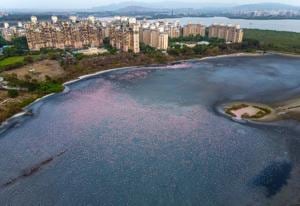On January 3, the Thane district administration had submitted its final report to the state government, which showed only three wetlands, excluding the ones in Navi Mumbai.(Pratik Chorge/HT Photo) On January 3, the Thane district administration had submitted its final report to the state government, which showed only three wetlands, excluding the ones in Navi Mumbai.(Pratik Chorge/HT Photo)