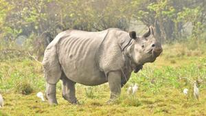 Kaziranga’s most popular resident, the one-horned rhino.(Photo: KNPTR) Kaziranga’s most popular resident, the one-horned rhino.(Photo: KNPTR)
