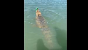 The image shows the crocodile hooked to the lure.(Facebook/@Rod & Rifle TackleWorld Katherine) The image shows the crocodile hooked to the lure.(Facebook/@Rod & Rifle TackleWorld Katherine)