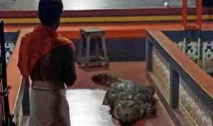 Wildlife experts say Babiya is a mugger crocodile and temple offerings-- primarily rice and slices of banana and puffed rice-- can be its food supplement. They say in the wild, muggers survive on fish, rodents and reptiles and at times big prey.(HT PHOTO.) Wildlife experts say Babiya is a mugger crocodile and temple offerings-- primarily rice and slices of banana and puffed rice-- can be its food supplement. They say in the wild, muggers survive on fish, rodents and reptiles and at times big prey.(HT PHOTO.)