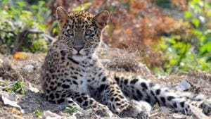 The Uttarakhand forest department has started radio-collaring leopards to study their movement pattern and behaviour. (Image used for representation).(HT PHOTO.) The Uttarakhand forest department has started radio-collaring leopards to study their movement pattern and behaviour. (Image used for representation).(HT PHOTO.)