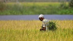 There are many progressive steps in the farm bills that will benefit small farmers, who comprise 85% of the farming community(Gurpreet Singh/Hindustan Times)