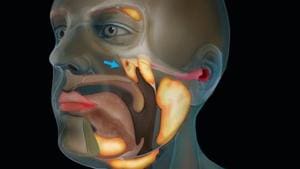 More research is likely needed to confirm that these are indeed a new major set of salivary glands, and if confirmed, it would be the first discovery of new salivary glands in about 300 years.(Netherlands Cancer Institute in Amsterdam) More research is likely needed to confirm that these are indeed a new major set of salivary glands, and if confirmed, it would be the first discovery of new salivary glands in about 300 years.(Netherlands Cancer Institute in Amsterdam)