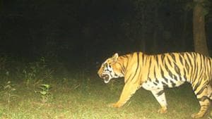 Wildlife activists said any operation to capture the tiger after sundown was against NTCA’s guidelines.(Representational Image.) Wildlife activists said any operation to capture the tiger after sundown was against NTCA’s guidelines.(Representational Image.)