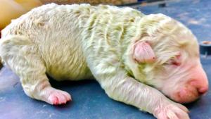 Pistachio, a puppy who was born with green fur, is seen on the day he was born on a farm on the island of Sardinia, Italy.(Cristian Mallocci/Handout via REUTERS) Pistachio, a puppy who was born with green fur, is seen on the day he was born on a farm on the island of Sardinia, Italy.(Cristian Mallocci/Handout via REUTERS)