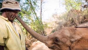The image shows the elephant with a keeper.(Instagram/@sheldricktrust) The image shows the elephant with a keeper.(Instagram/@sheldricktrust)