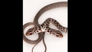 The image shows the rare two-headed snake.(Facebook/@FWC Fish and Wildlife Research Institute) The image shows the rare two-headed snake.(Facebook/@FWC Fish and Wildlife Research Institute)