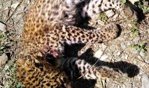 The carcass of a leopard cub found at Veer Bhatti in Nainital on Saturday.(HT PHOTO.) The carcass of a leopard cub found at Veer Bhatti in Nainital on Saturday.(HT PHOTO.)
