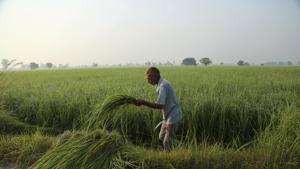 Three out of four bills passed by the Congress-led Punjab government on October 20 to negate contentious central legislations on how farmers do business are unlikely to invalidate the laws already passed by Parliament(AP)