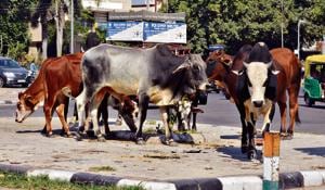 Stray cattle seen in Sector 11, Panchkula.(SANT ARORA/HT) Stray cattle seen in Sector 11, Panchkula.(SANT ARORA/HT)
