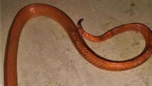 A rare Red Coral Kukri snake, which was spotted in Uttarakhand’s US Nagar district was rescued by forest officials on Sunday.(HT PHOTO.) A rare Red Coral Kukri snake, which was spotted in Uttarakhand’s US Nagar district was rescued by forest officials on Sunday.(HT PHOTO.)