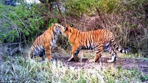 A pair of tigers inside forest at Gohri Range of Rajaji Tiger Reserve in Uttarakhand.(HT FILE PHOTO)