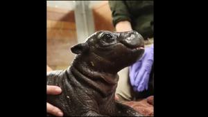 The image shows the baby pygmy hippo.(Reddit) The image shows the baby pygmy hippo.(Reddit)