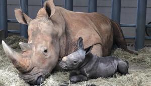 This image shows white rhinoceros Kendi and a baby male rhino she gave birth to.(AP) This image shows white rhinoceros Kendi and a baby male rhino she gave birth to.(AP)