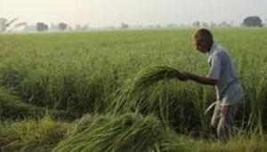 Chhattisgarh is the second state after Punjab to hold a special session of the assembly to counter the central laws.(AP) Chhattisgarh is the second state after Punjab to hold a special session of the assembly to counter the central laws.(AP)