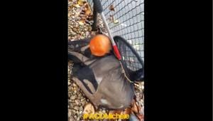 The image shows the deer with its head stuck inside the plastic pumpkin.(Facebook/Montclair Township Animal Shelter) The image shows the deer with its head stuck inside the plastic pumpkin.(Facebook/Montclair Township Animal Shelter)