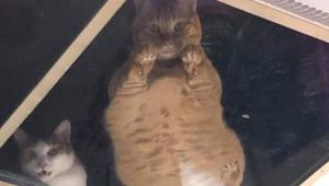 The image shows two cats looking down through a glass panel on ceiling.(Twitter/@SCMcrocodile) The image shows two cats looking down through a glass panel on ceiling.(Twitter/@SCMcrocodile)