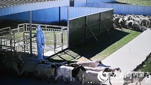 Herds of 4000 of the promised 30000 sheep – from Mongolia to China – arrived in a northern China town earlier this month after being tested, quarantined, and travelling over a designated land route in disinfected trucks.(Photo credit: People’s Daily) Herds of 4000 of the promised 30000 sheep – from Mongolia to China – arrived in a northern China town earlier this month after being tested, quarantined, and travelling over a designated land route in disinfected trucks.(Photo credit: People’s Daily)