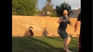 Watch this tiny dog and its adorable antics.(Reddit/LetsFindSomeTalent) Watch this tiny dog and its adorable antics.(Reddit/LetsFindSomeTalent)