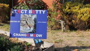 A campaign sign for Betty, a 10-year-old Tabby whose slogan "Change Meow" is seen in a yard in Oakland, California.(REUTERS) A campaign sign for Betty, a 10-year-old Tabby whose slogan "Change Meow" is seen in a yard in Oakland, California.(REUTERS)