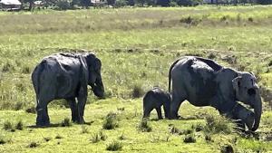 Kaziranga National Park was re-opened for visitors on October 21. (@CMOfficeAssam)(PTI) Kaziranga National Park was re-opened for visitors on October 21. (@CMOfficeAssam)(PTI)
