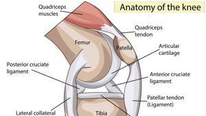 Most people tend to take knee issues lightly because they are so common Most people tend to take knee issues lightly because they are so common