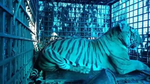 The tigress was first captured in Wayanad last week and brought to the Neyyar LionSafari Park in Thiruvananthapuram.(HT PHOTO) The tigress was first captured in Wayanad last week and brought to the Neyyar LionSafari Park in Thiruvananthapuram.(HT PHOTO)